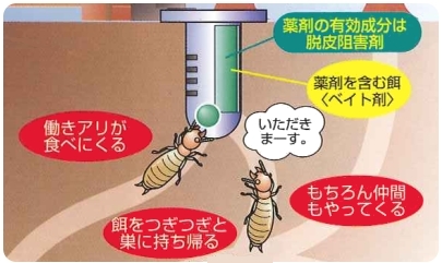 働きアリが採ってきた毒餌は、巣中の他の白蟻に分け与えられます
